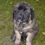 Gundi (Adelgunde Magic), Blaues Halsband